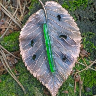 Miedziana broszka z Wiązu polnego