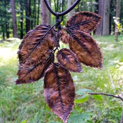 Miedziany wisior z&nbsp;Grabu pospolitego