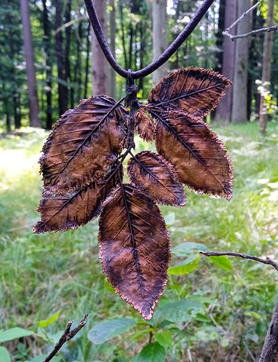 Miedziany wisior z Grabu pospolitego